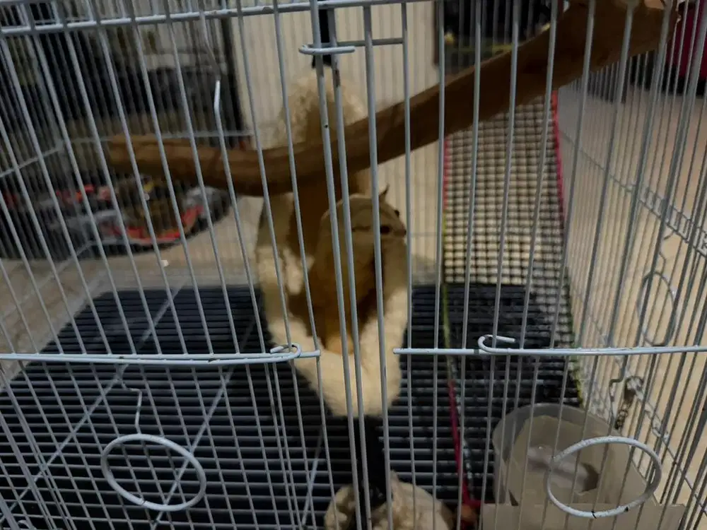 jual cepat sugar gleder mata merah (albino)