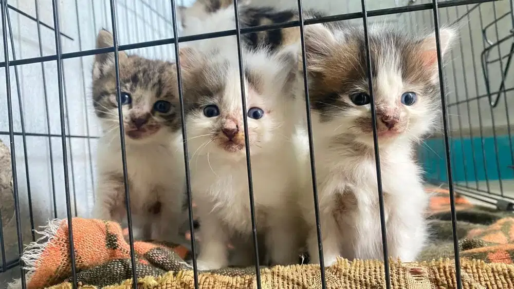 Kitten Persia 1,5 Bulan