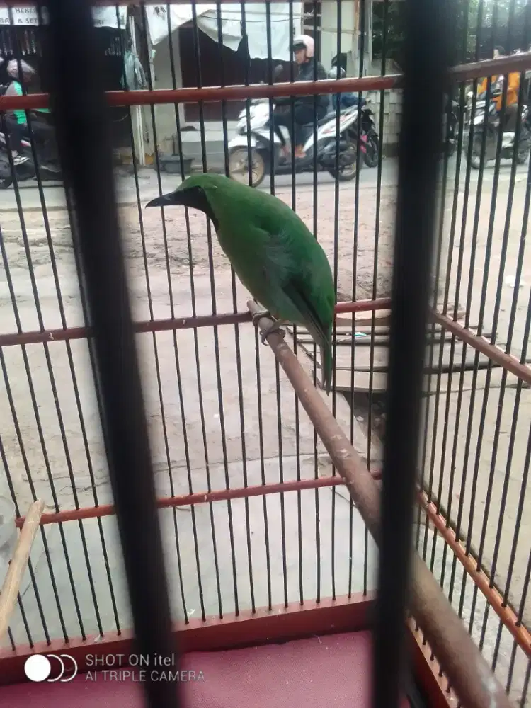 Kenarian gacor ya gan