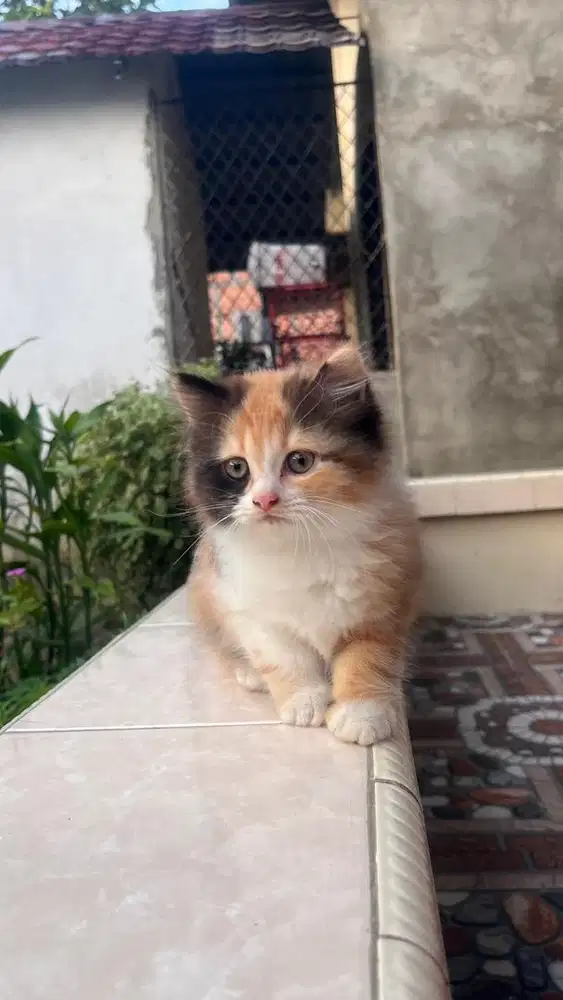 kucing persia betina