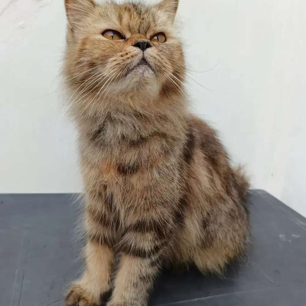 Kucing persia betina