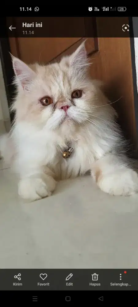 Kucing persia peaknose