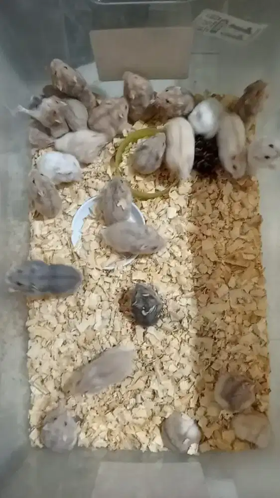 Hamster berbagai jenis ww,syrian,cambell,roborosvki