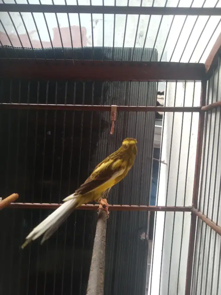 Kenari Rasmi ring 25 gacor