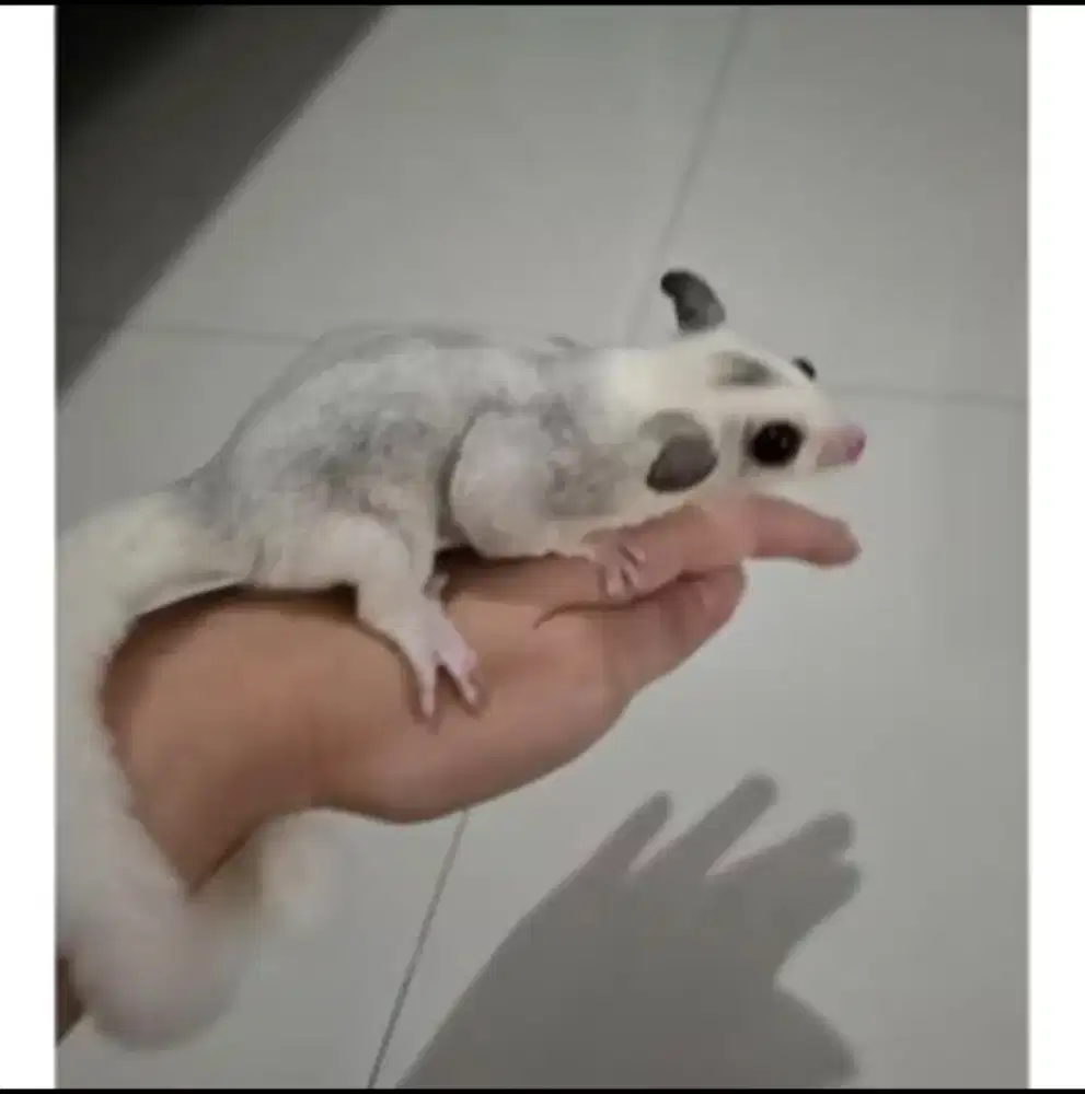 Sugar Glider Mozaic Betina