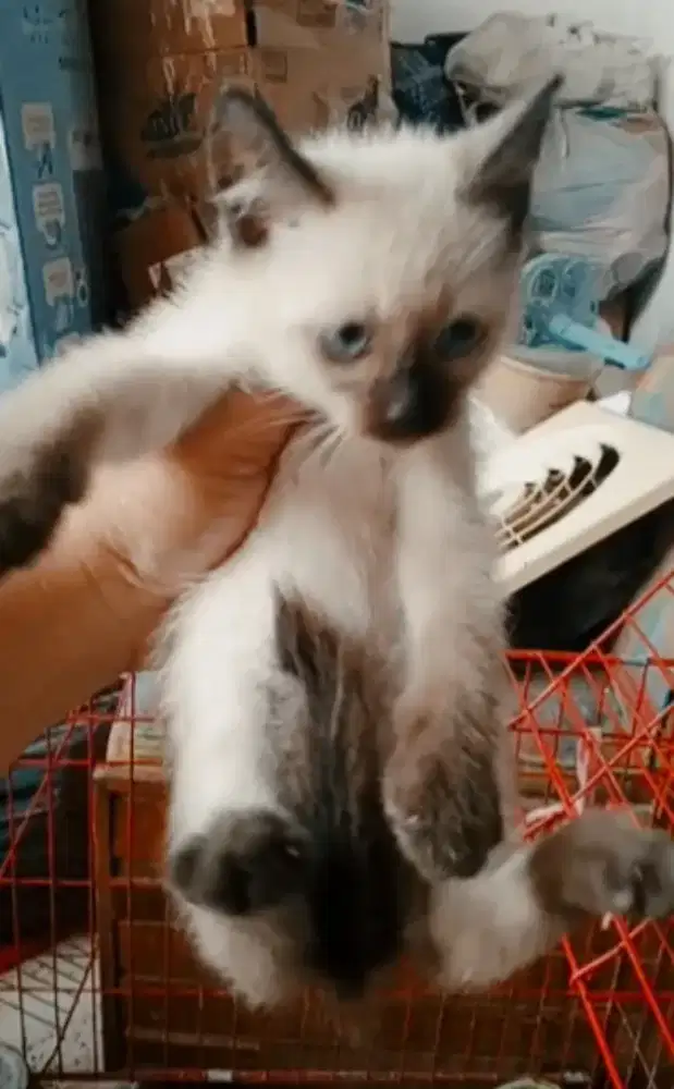 Kucing Himalaya Kitten