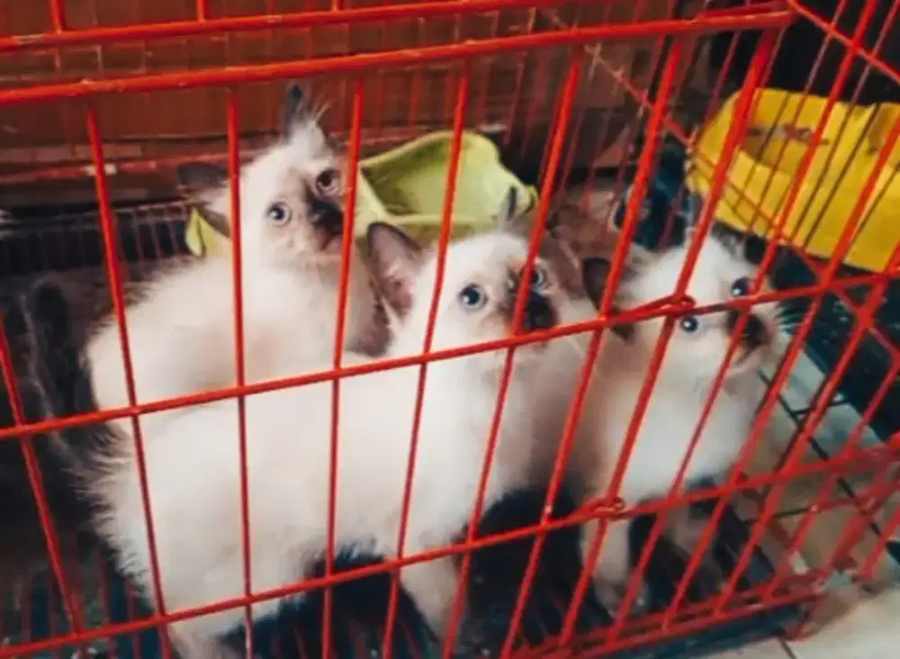 Kucing Himalaya Kitten