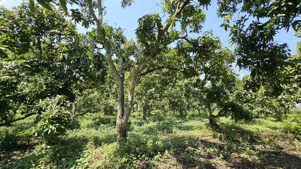 Dijual Kebun Mangga sudah SHM