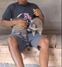 sepasang rakoen dewasa 1 tahunan siap kawin exotik jinak total manteb