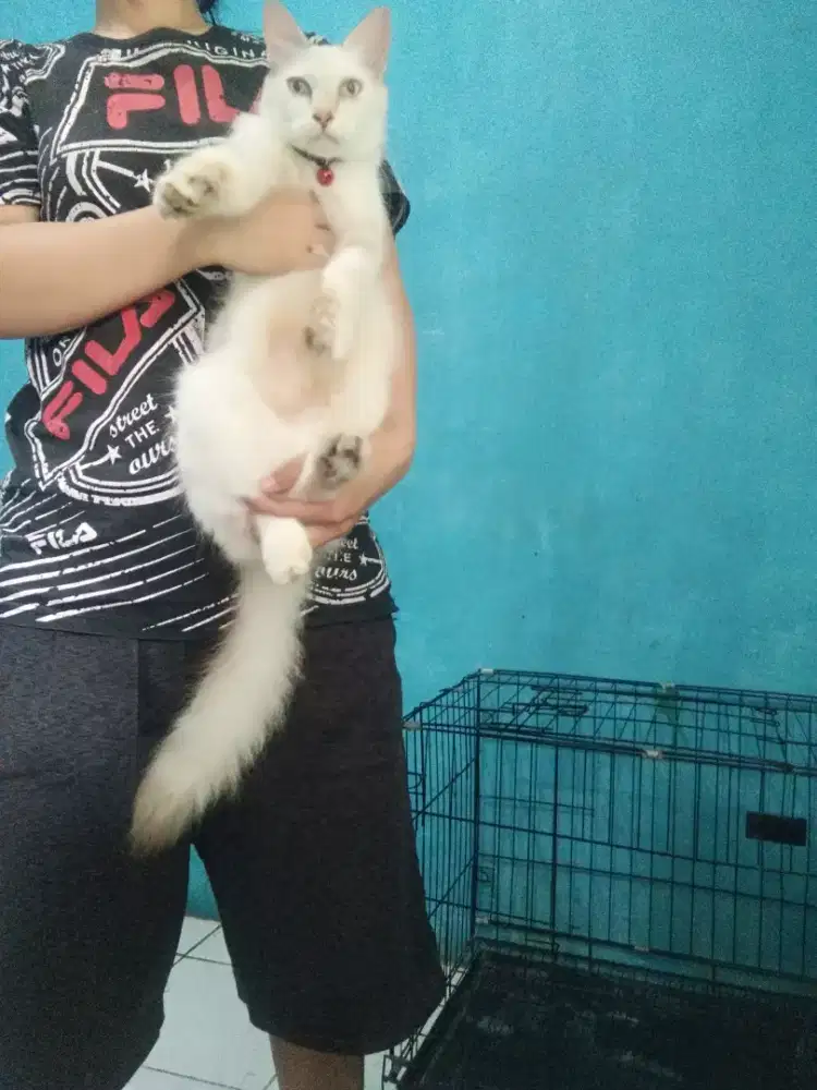 Kucing Himalaya Siam longhair proven birahi lagi
