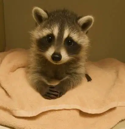 sepasang rakoend dewasa 1 tahunan exotik unik jinak siap kawin manteb