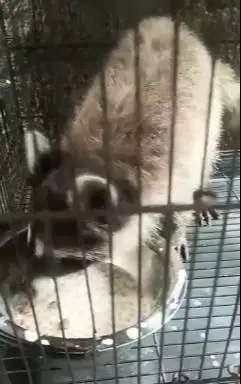 sepasang rakoen dewasa 1 tahunan exotik unik jinak total rawatan puas