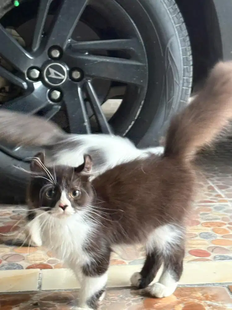 American curl jantan 2,5bln