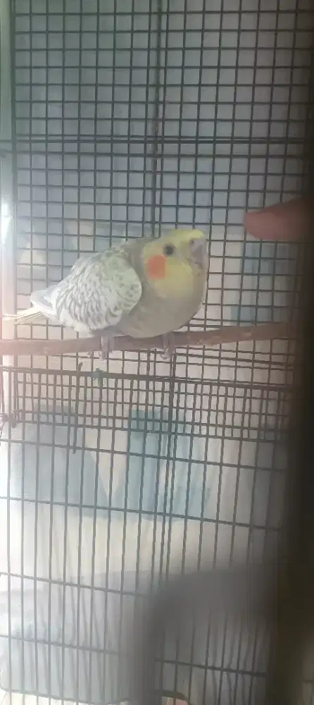 Falk pearl jinak kandang