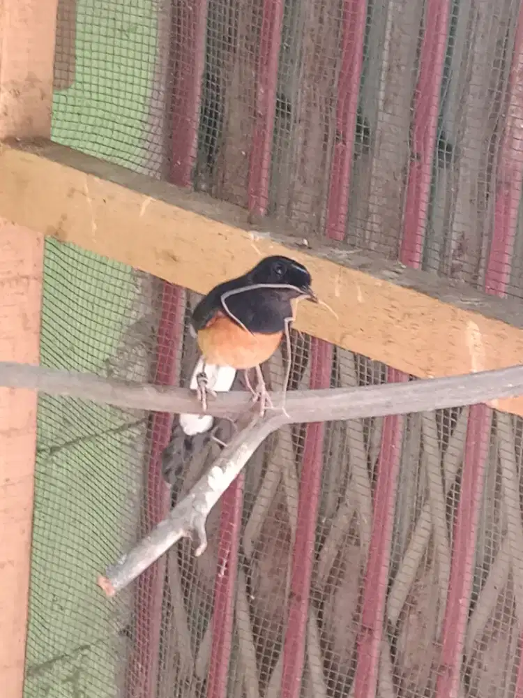 Bety mb ekor panjang angkut sarang