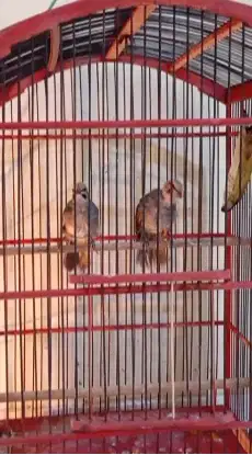 CUCAK ROWO / CUCAK RAWA / CR PASANGAN MUDA