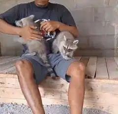 sepasang rakoen dewasa 1 tahunan siap kawin unik exotik langka manteb