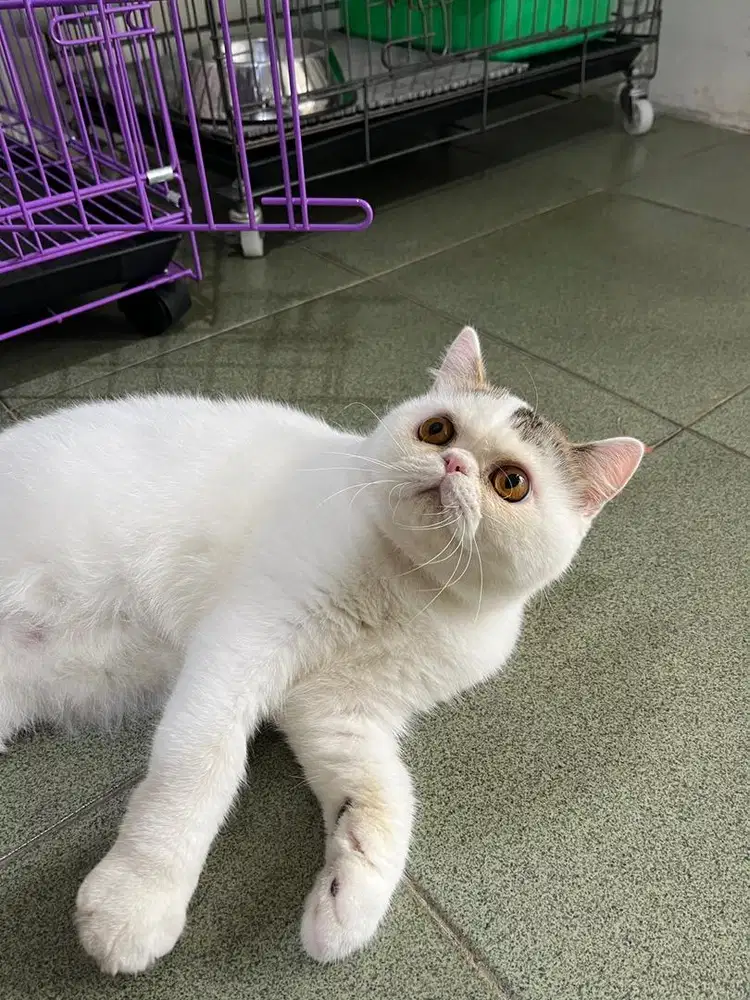 LEPAS ADOPSI EXOTIC SHORTHAIR/PEAKNOSE