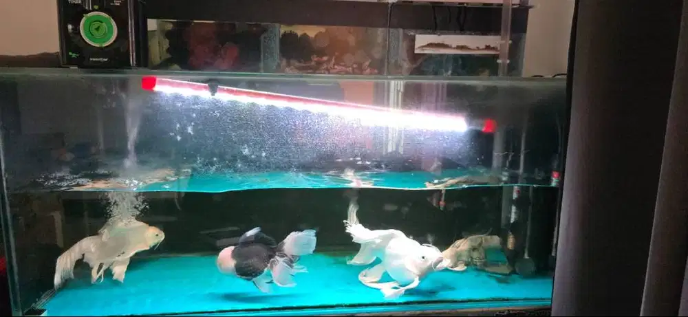 Di Jual Aquarium Bonus Ikan Huedilong Import