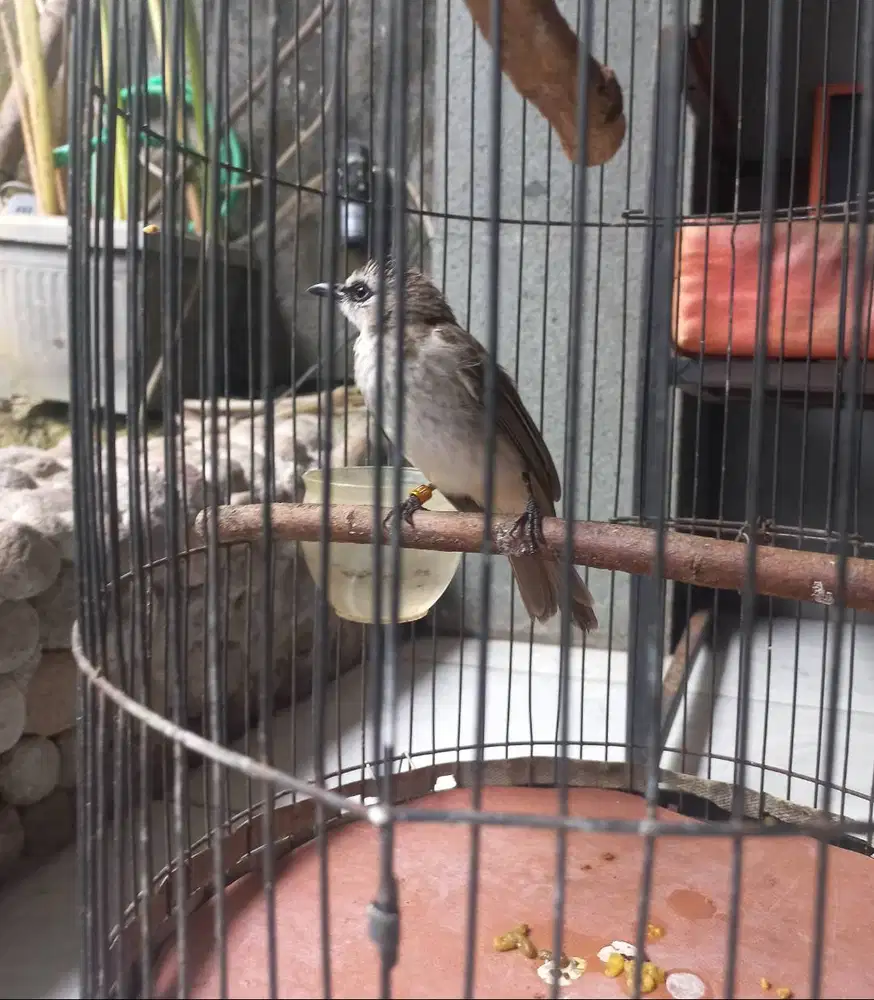 Burung trucuk kapur jantan