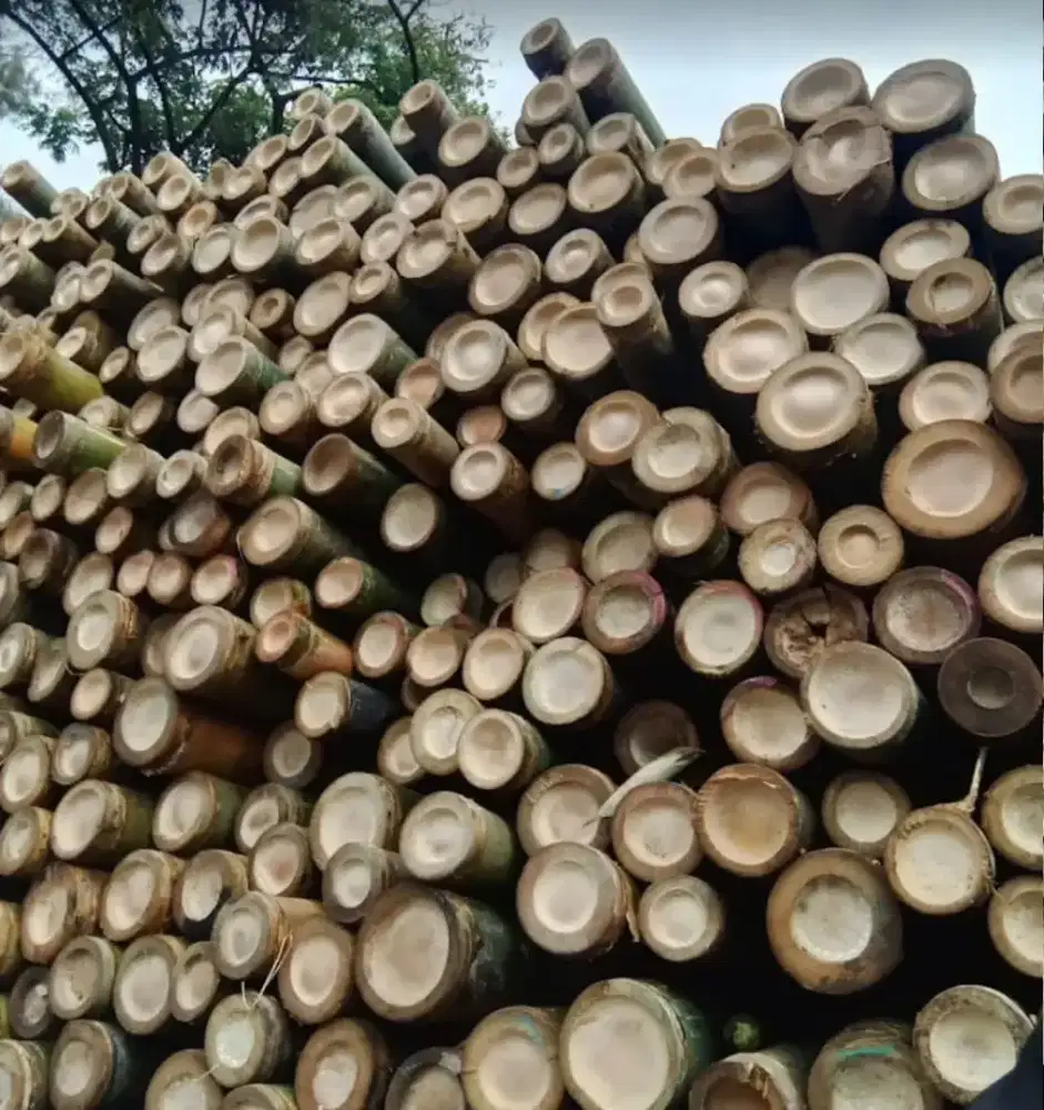 Jual bambu steger panjang 6 meter