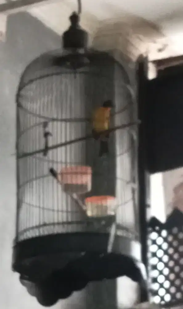 Kutilang emas ga cor fullset