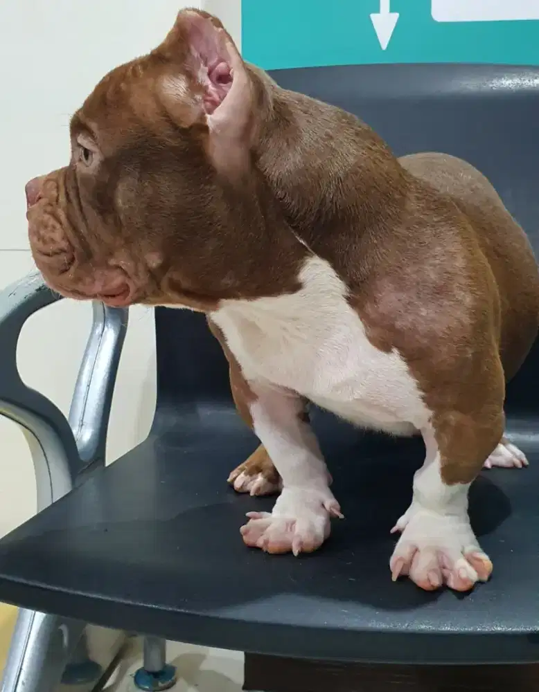 American Bully Exotic