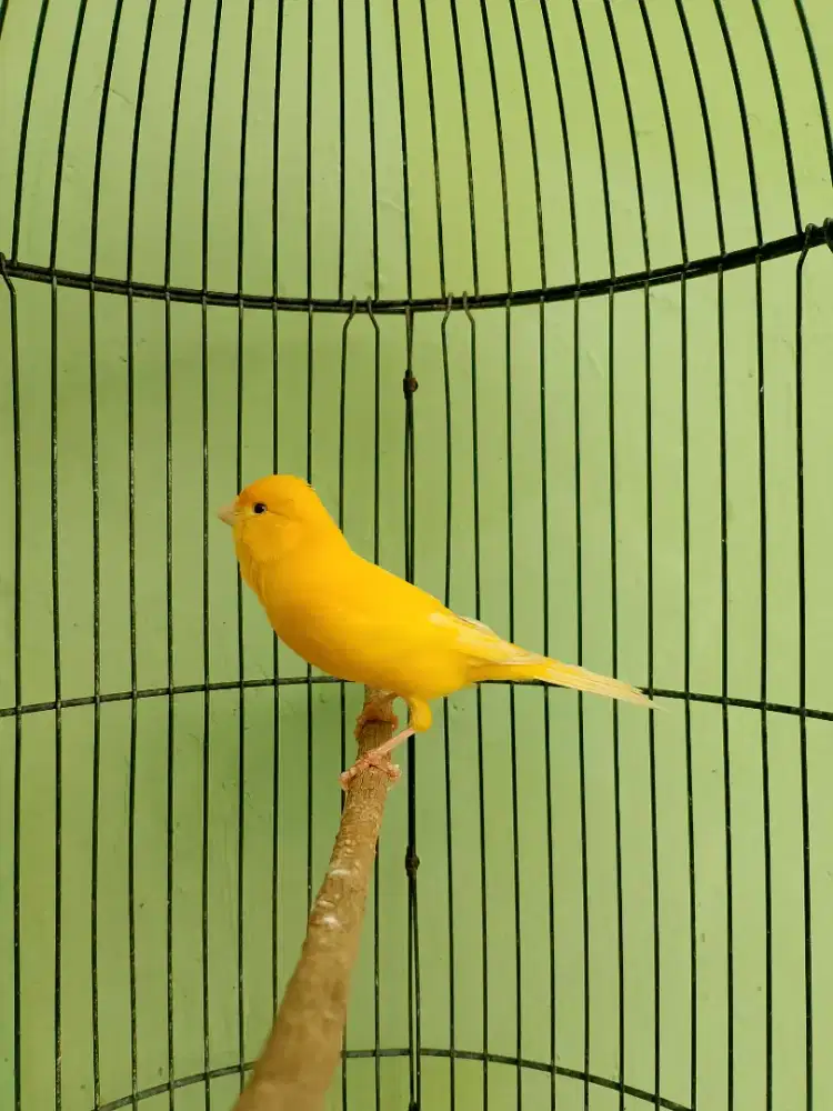Kenari Kuning Gacor