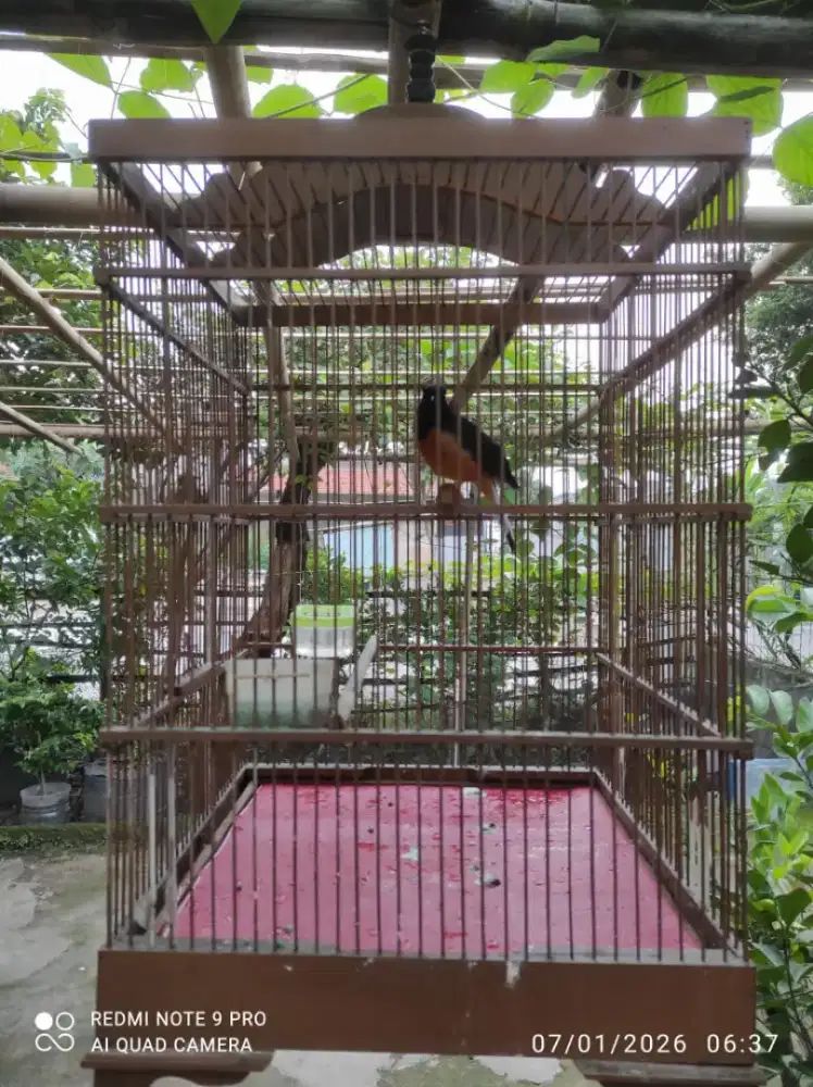 Murai batu Medan Pastol