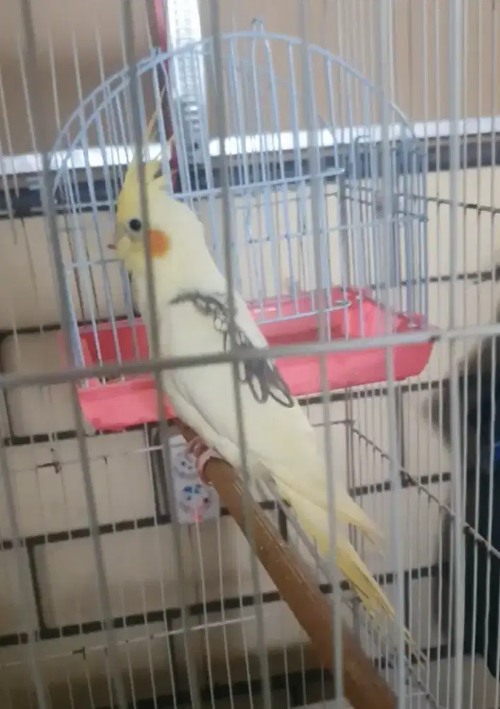 Jual buru parkit australia