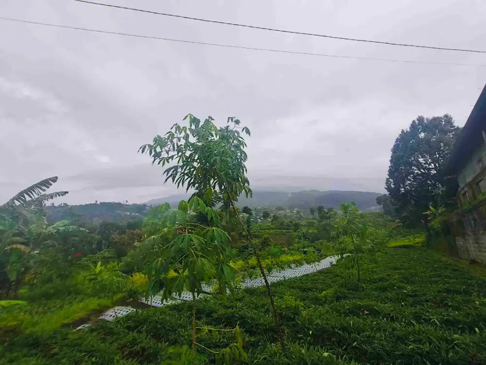 Tanah kemuning ngargoyoso karanganyar Turun harga 700jt ke 600jt