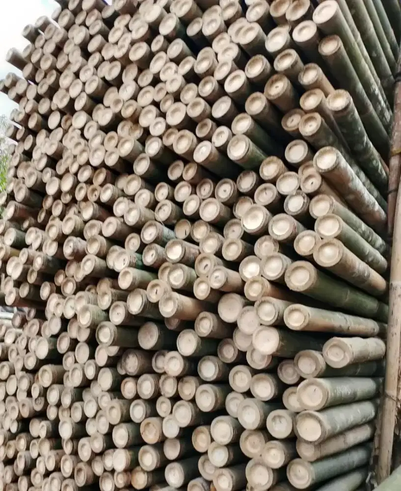 Jual bambu steger panjang 6 meter