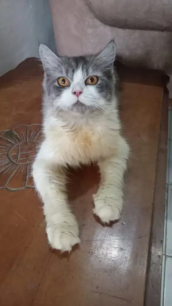 Adop Kucing betina usia 1 th