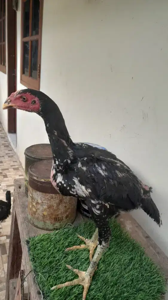 Ayam bangkok trah blackbull