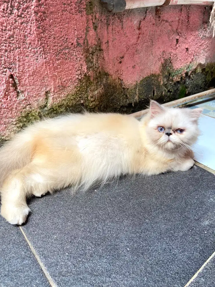 Kucing persia flatnose betina