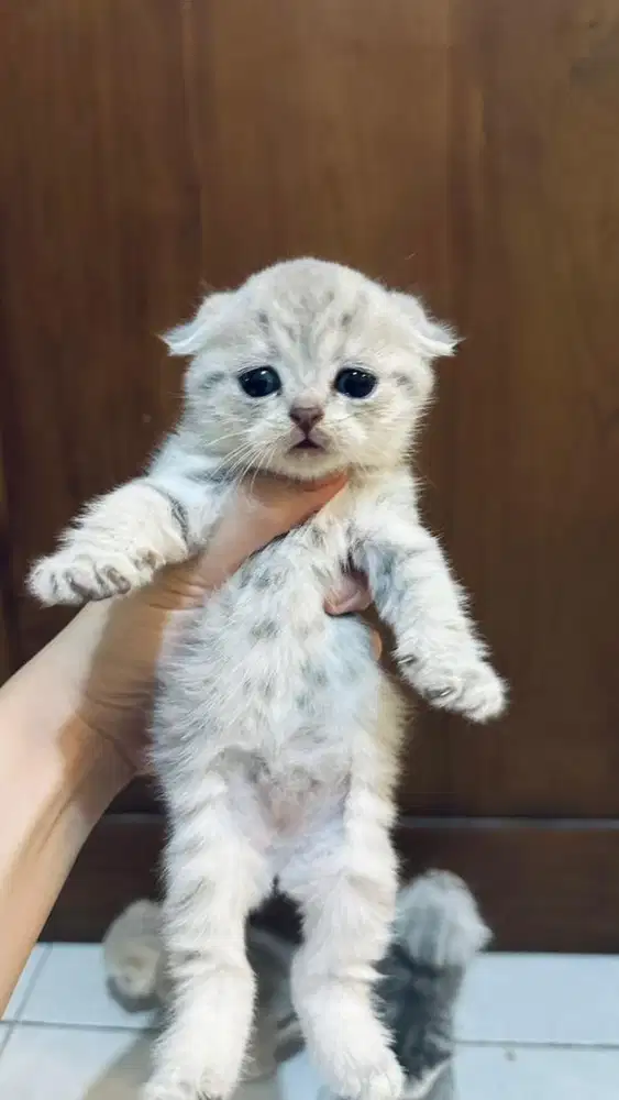 OPEN BOOKING LA BSH/SS/SF (british shorthair/Scottish) kitten