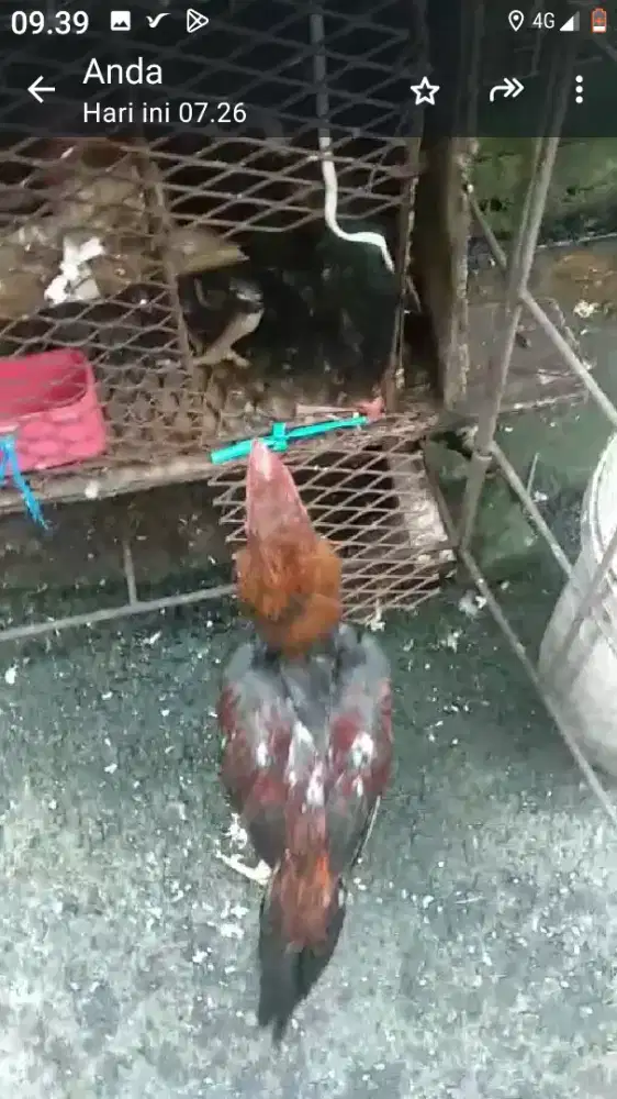 Ayam bangkok umur 5 bulan