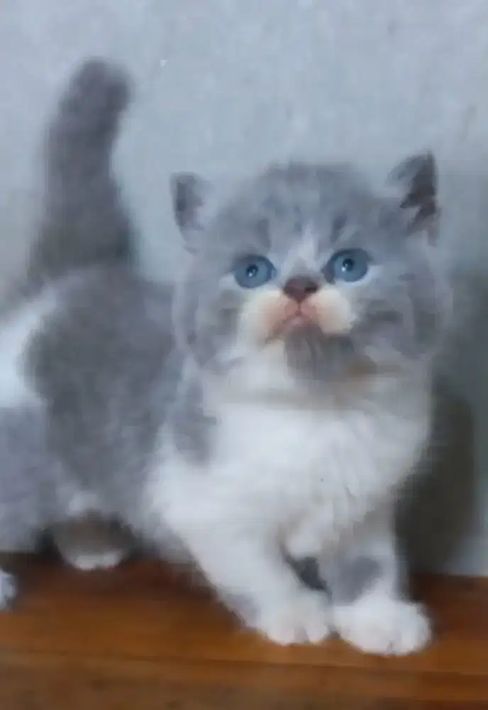 Kitten bsh jantan
