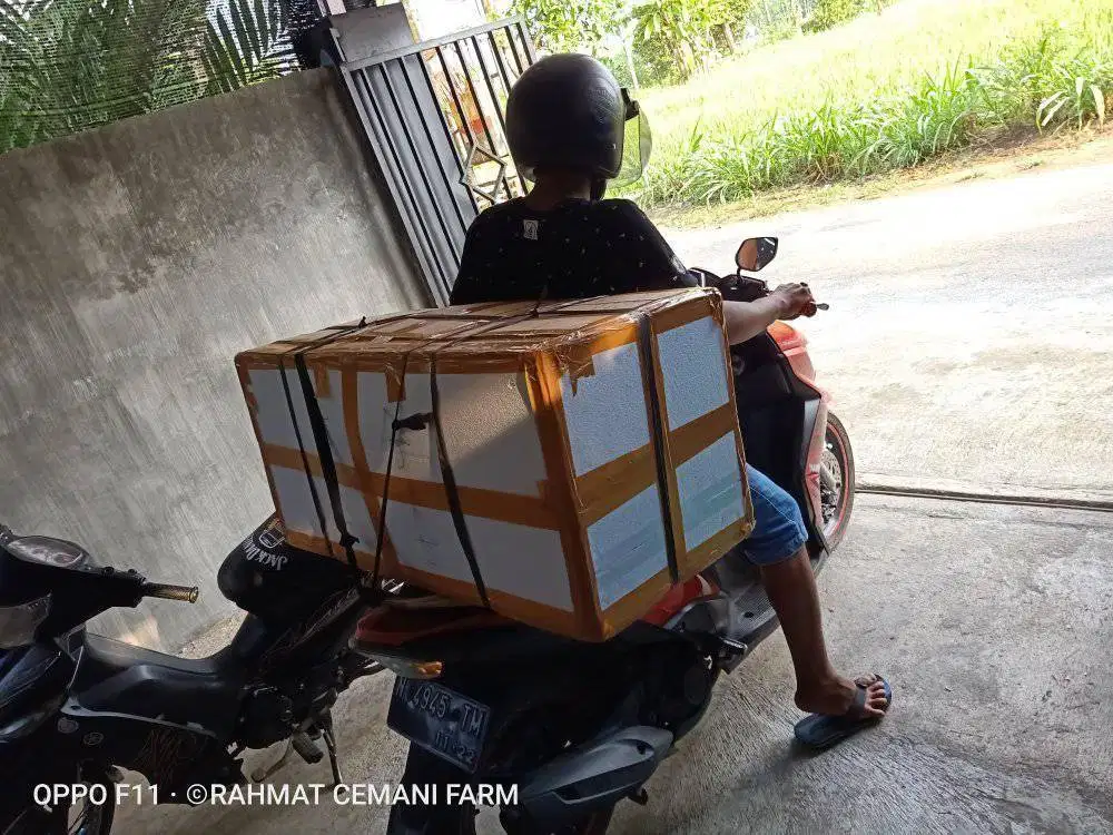 Mesin penetas telur otomatis