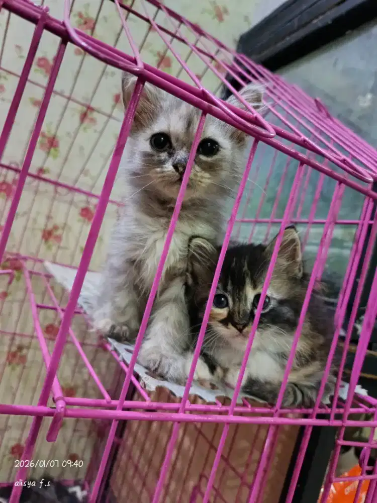 lepas adopt kitten betina abu