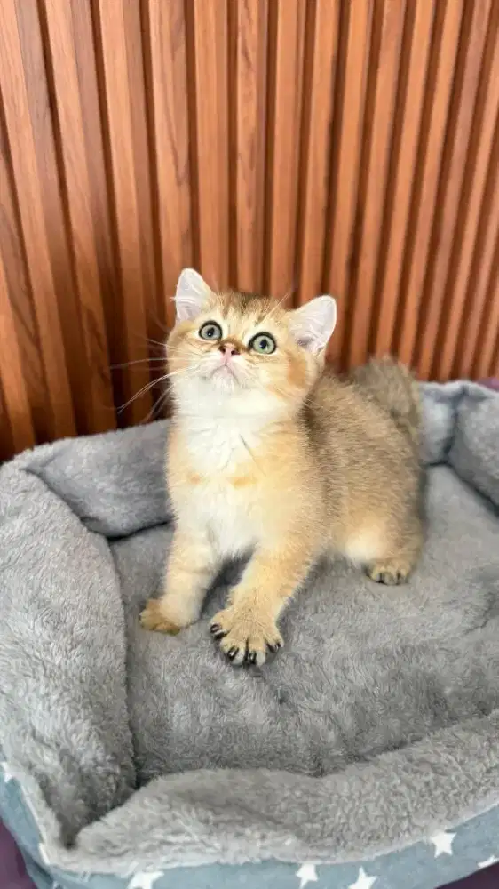 british shorthair golden jantan kitten