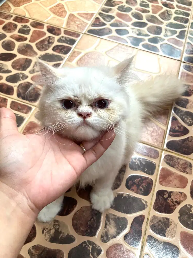 Kucing persia flatnose jantan