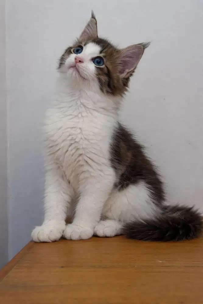 Mainecoon pure cantik
