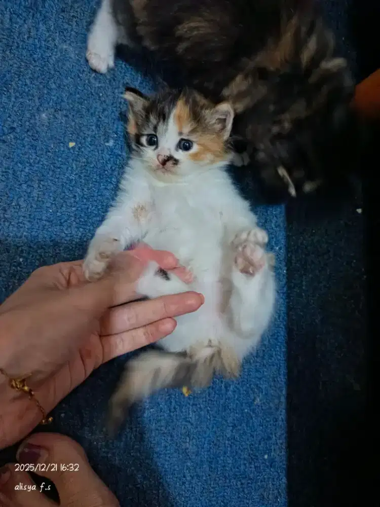 lepas adopt kitten betina calico