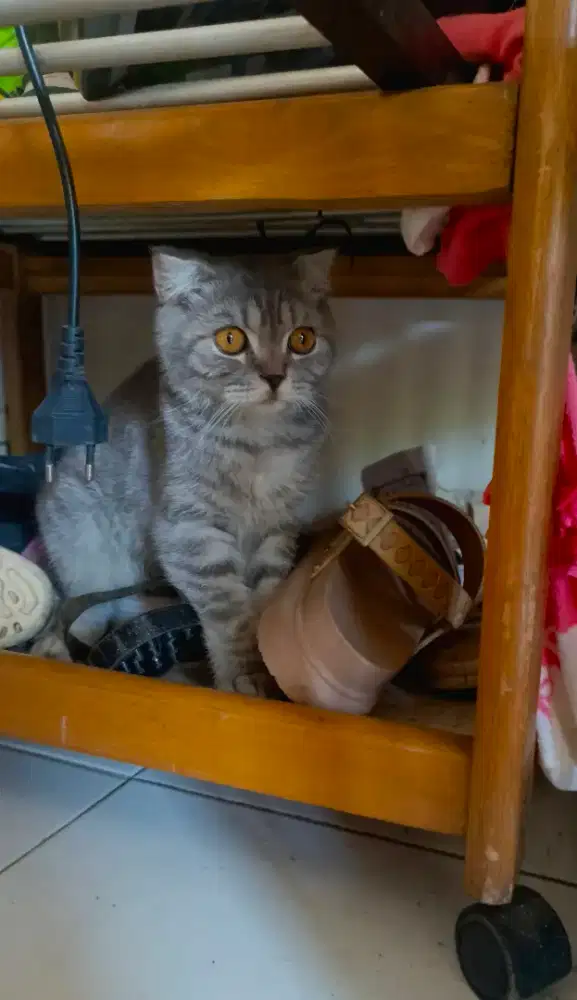 Scottish fold blue tabby(male)