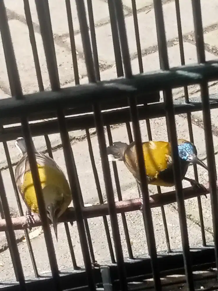 sepasang burung kecil