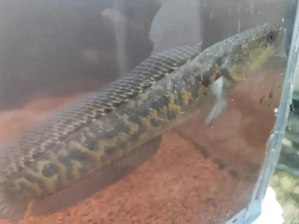 Take All channa pulcra dan asiatica