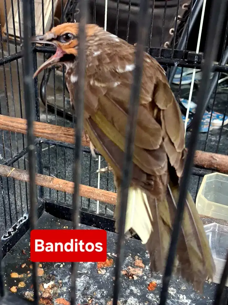 Cucak Rowo Blorok DNA