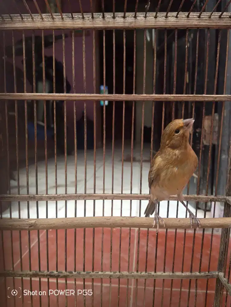 Burung kenari paud jantan loper