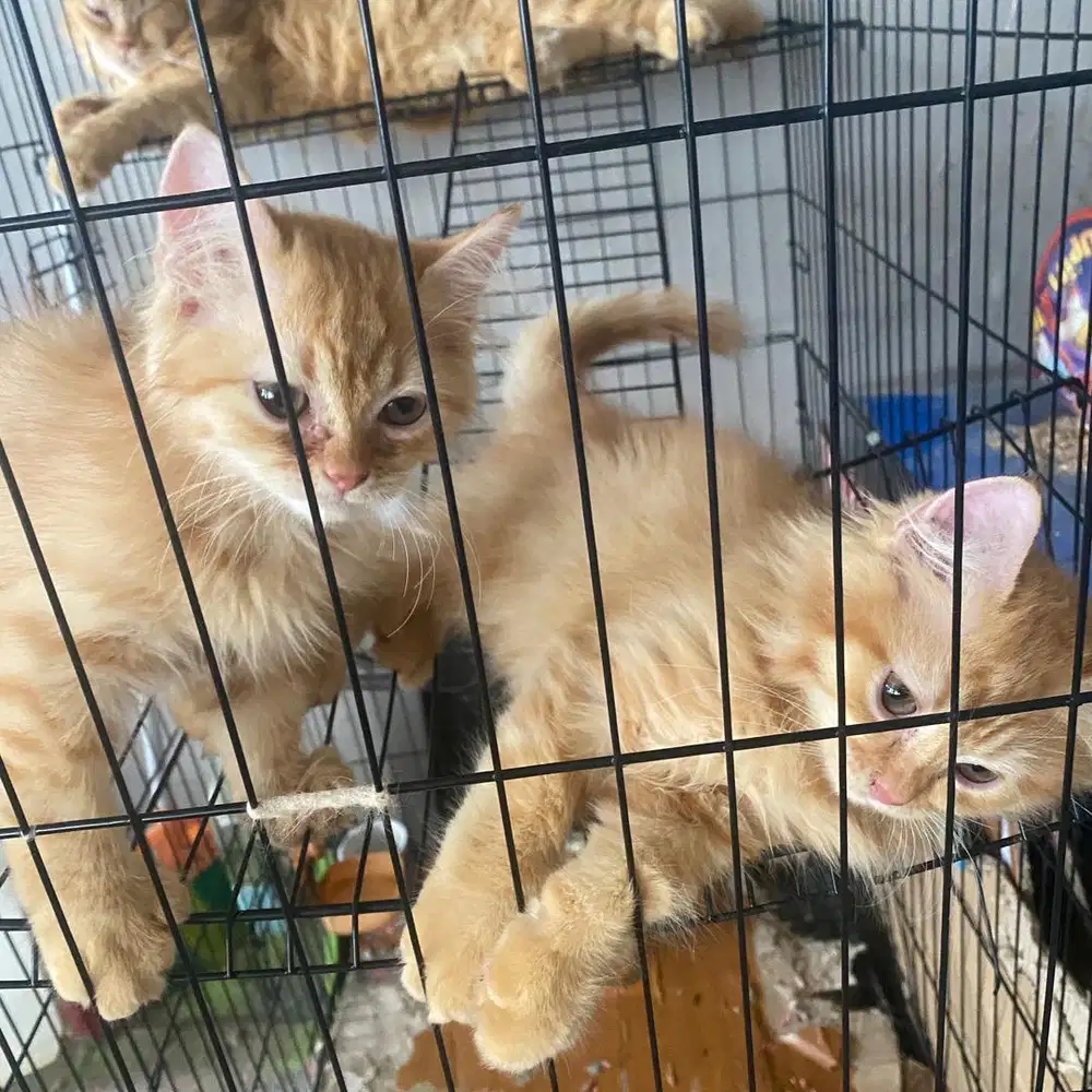 Dijual kucing persia big bone usia 3 bulan jantan dan betina